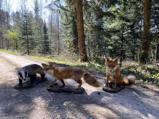 Mit dem Jäger im Seenger Wald