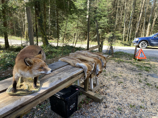 Mit dem Jäger im Seenger Wald