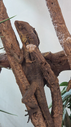 Reptilien hautnah