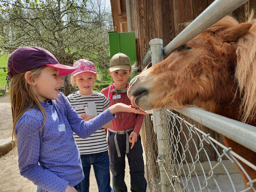 Wildparkführung Roggenhausen