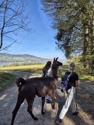 Lama Trecking Schongau