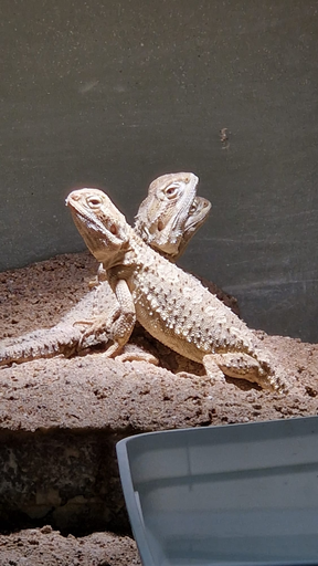 Reptilien hautnah